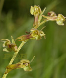 Groene nachtorchis, Dactylorhiza viridis