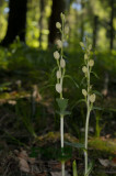 Bleek bosvogeltje habitat