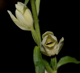 Bleek bosvogeltje, insekt - Cephalanthera damasonium