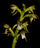 Koraalwortel - Corallorhiza trifida