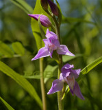 Rood bosvogeltje, Cephalanthera rubra