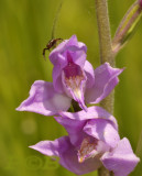 Rood bosvogeltje, Cephalanthera rubra