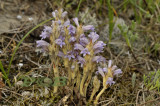 Orobanche purpurea