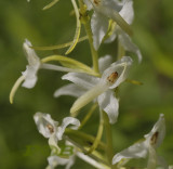 Welriekende nachtorchis, Platanthera bifolia, Germany