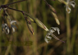 Silene nutans