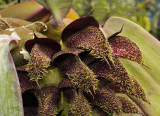 Bulbophyllum phalaenopsis, flowers 5.5 cm