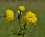 Europese trollius