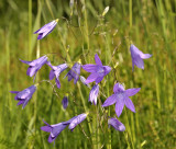 Weideklokje, Campanula patula