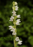 Dennenorchis, Goodyera repens