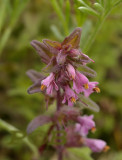 Rode ogentroost, Odontites vernus ssp.serotinus