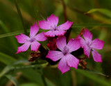 Ruige anjer