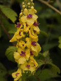 Verbascum nigrum, Zwarte toorts