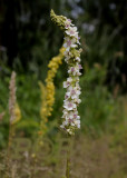 Verbascum nigrum alba