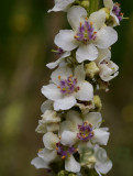 Verbascum nigrum alba