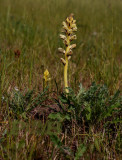 Distelbremraap habitat, Orobanche reticulata var. pallidus