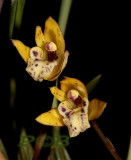 Maxillaria gracilis var. minor, flowers 1 cm