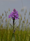 Dactylorhiza podesta