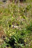 Epipactis muelleri, bloemen naar een zijde, gegolft blad