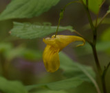 Groot springzaad, Impatiens noli-tangere, natuurlijk licht