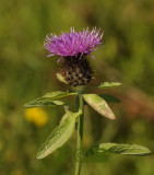 Centaurea jacea ssp. macroptilon