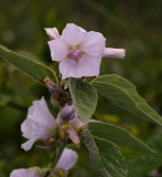 Heemst, Althaea officinais, close