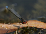 Kleine roodoog, Erythromma viridulum