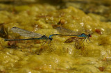 Erythromma viridulum, tandem