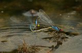 Erythromma viridulum, Paringswiel