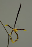 Arachnis longisepala