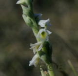 Spiranthes Spiralis, flowers 2¾ - 3 mm across