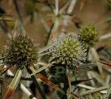 Kruisdistel, Eryngium campestre
