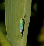 Groene cicade op bladriet (Cicadella viridis)  insect 7-9 mm lang