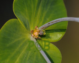 Kruisbladige wolfsmelk, Euphorbia lathyris