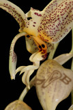 Stanhopea oculata