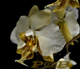 Phalaenopsis stuartiana, yellow