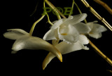 Dendrobium acruatum