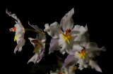 Odontoglossum crispum,  white, pink petals