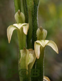 Sarcoglottis sp. terrestrial orchid