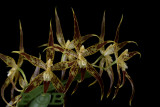 Odontoglossum praestans