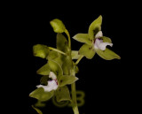 Paradisanthus micranthus