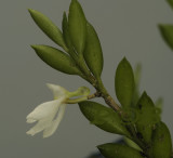 Angraecum gabonense