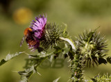 Veeldoornige distel