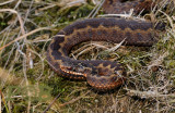 Adder, vrouw