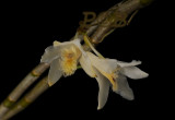 Dendrobium stuposum