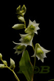 Dendrobium compactum, Ueang Khao Tok, flowers 1-1½ cm