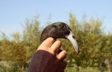 Krombek