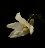Dendrobium auriculatum