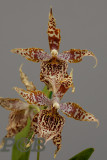 Odontoglossum sp.