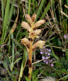 Tijmbremraap, geel, Orobanche alba