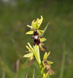 Vliegenorchis , Ophrys insectifera